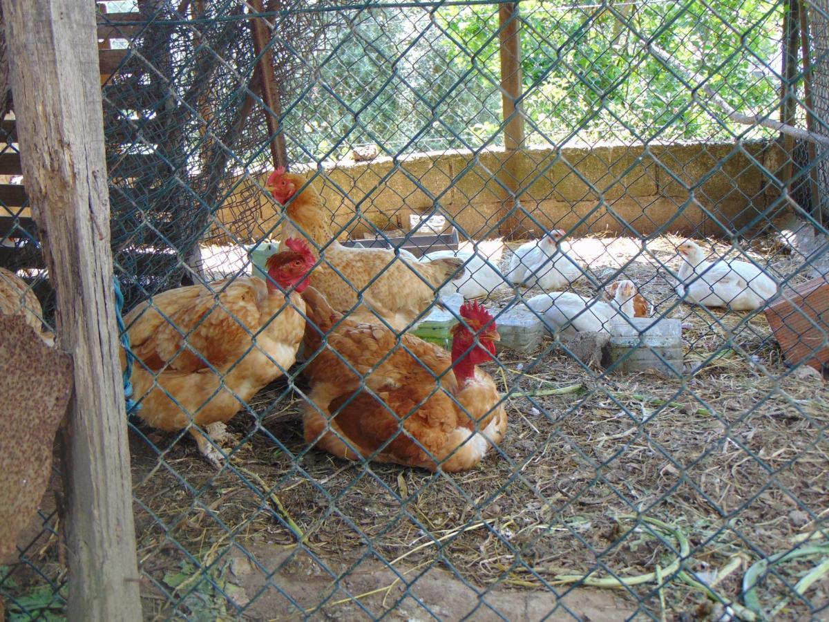 Cossourado  Casa Rebeloゲストハウス エクステリア 写真